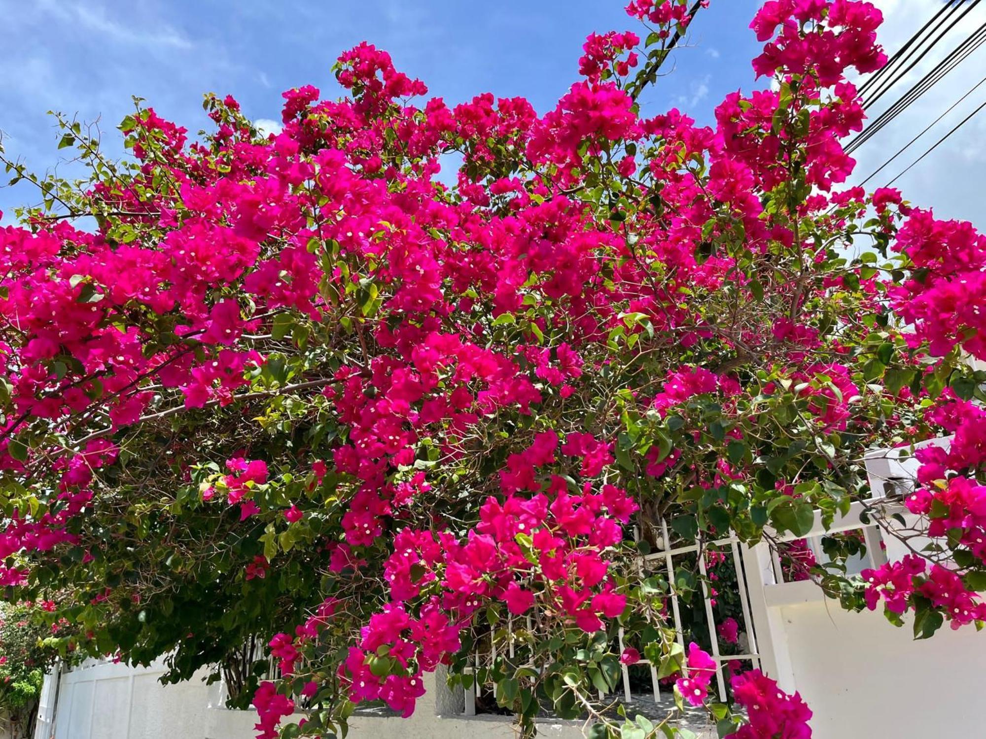 Les Villas Du Bambou - Villa Paprika Jusqu'A 6 Pers Le Gosier  Bagian luar foto