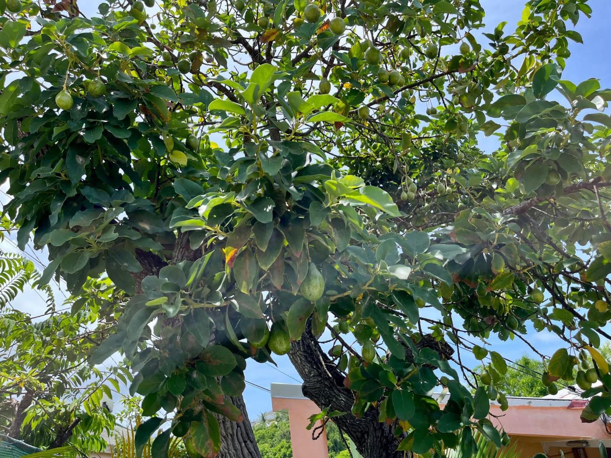 Les Villas Du Bambou - Villa Paprika Jusqu'A 6 Pers Le Gosier  Bagian luar foto